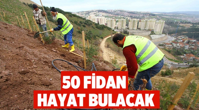 50 bin fidan hayat bulacak