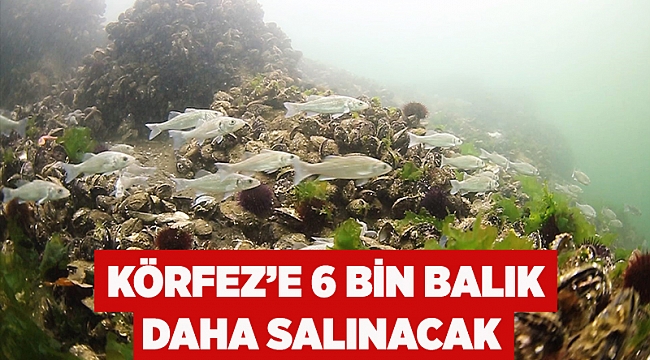 Körfez’e 6 bin balık daha salınacak