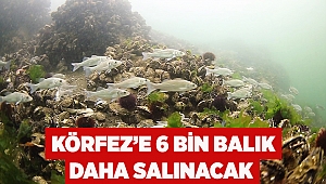 Körfez’e 6 bin balık daha salınacak