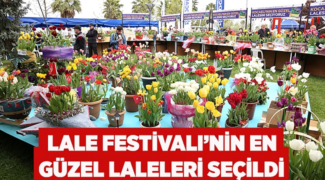 Lale Festivali’nin en güzel laleleri seçildi