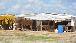 Dilovası  bayrama hazır