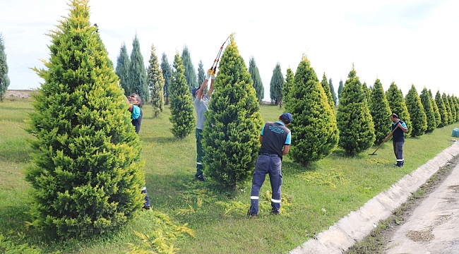 Ağaç ve çalı gruplarına form budaması