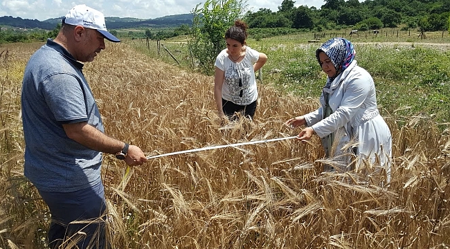 Çiftçilere yüzme 50 hibeli tohumlar dağıtılacak