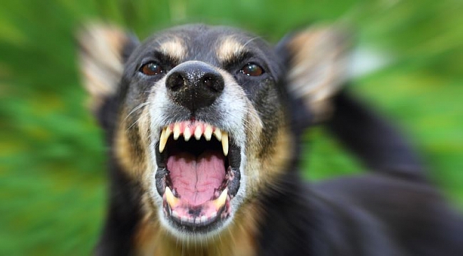 İnternetten köpek sattı cezaevine girdi!