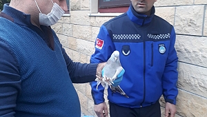 Ayağına sakız yapışan güvercin doğaya salındı