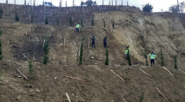 Toprak kayması yaşanan arazi ağaçlandırıldı