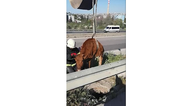 Rögara düşen inek kurtarıldı, bacaklarına masaj yapıldı