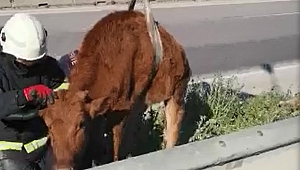 Rögara düşen inek kurtarıldı, bacaklarına masaj yapıldı