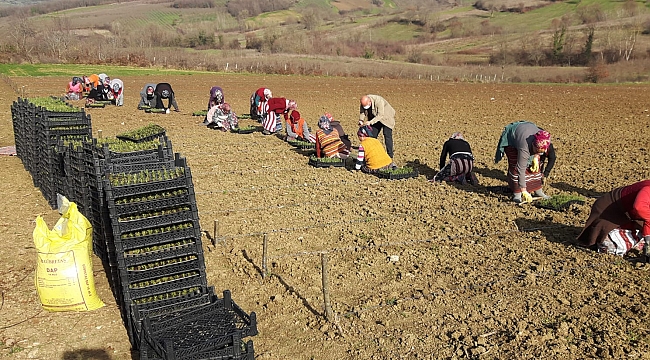 Kocaeli’nin tüm ilçelerinde tıbbi bitkiler yetiştirilecek