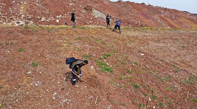 İlimtepe Dolgu Alanı’na 8 bin Toros Sediri dikilecek