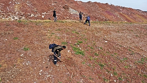 İlimtepe Dolgu Alanı’na 8 bin Toros Sediri dikilecek