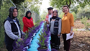  Çiftçiye aronya desteği bu yıl da sürecek