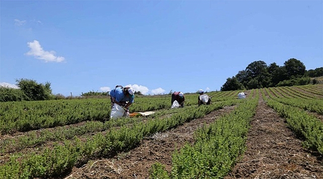 Kocaeli'nde Melisa Hasadı Başladı