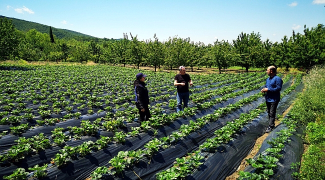 Kocaeli’de üreticilere 118 bin çilek fidesi dağıtıldı