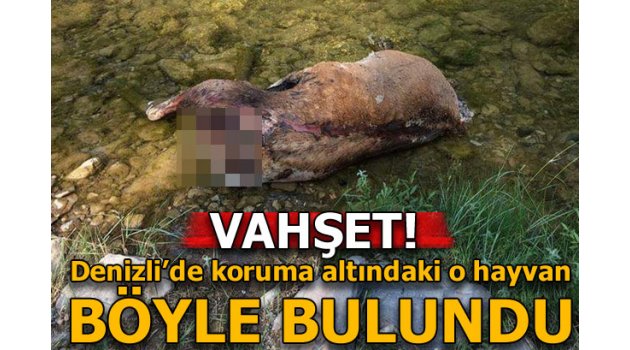 Boynuzu için koruma altındaki kızıl geyik katliamı