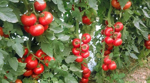 Domates, fiyatlarında büyük düşüş!