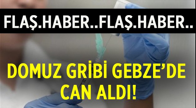 Domuz gribi Gebze'de can aldı