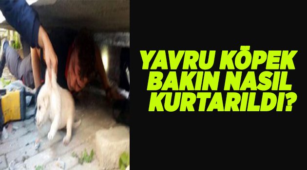 Gölcük'te yavru köpekler böyle kurtarıldı