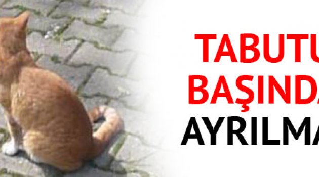 Sahibi ölen kedi tabutun başından ayrılmadı