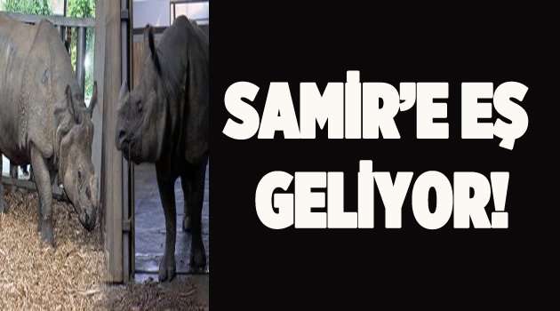 Samir'e eş geliyor!