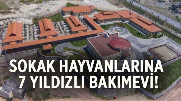 Sokak hayvanlarına 7 yıldızlı bakımevi