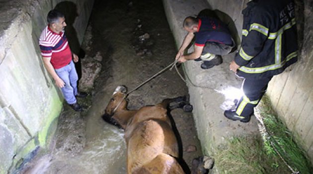 Su kanalına düşen atın yardımına itfaiye koştu