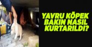 Gölcük'te yavru köpekler böyle kurtarıldı