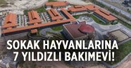 Sokak hayvanlarına 7 yıldızlı bakımevi